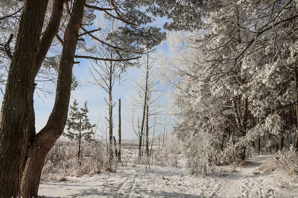 Όμορφο χιονισμένο χειμερινό τοπίο — Φωτογραφία Αρχείου