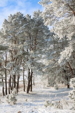 Güzel karlı kış manzarası