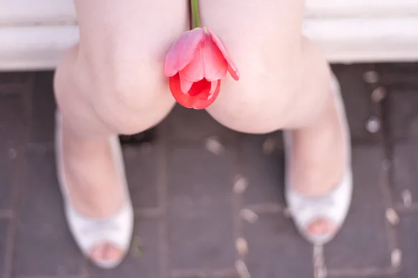 La tulipe rose est couchée entre les genoux féminins et les hanches serrées — Photo