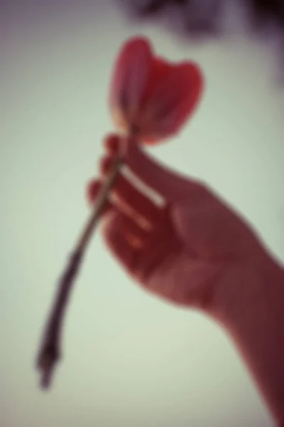 Fond flou Résumé et peut être Illustration à l'article de Saint-Valentin ou Sortir ensemble. Tulipe rose dans la bonne main de femme. Jeune fille avec tenant une fleur . — Photo