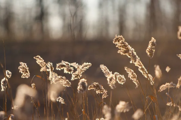 Geçen yılki kuru ot batımında ilkbaharda Nisan orman spikelets. Arkadan aydınlatmalı güneş ışığı