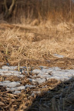 Gün batımında bahar orman karda kalıntıları. Geçen yıl Nisan ayında kurutulmuş çim