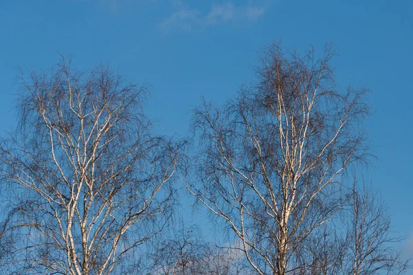 Crown of birch on a background of blue April sky — Stock Photo, Image