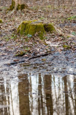 Nisan su birikintisi ağaçların yansıması ile yanındaki yeşil yosun kaplı bir eski orman güdük