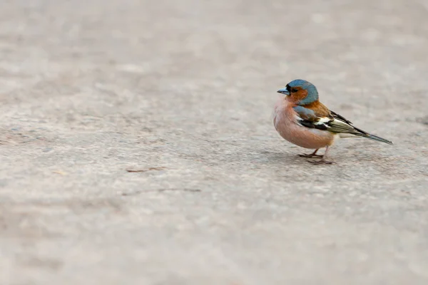 Uccello foresta soffice (pettirosso pettirosso) su un viale nel mese di aprile. Pettirosso europeo (Erithacus rubecula). Musicapidi — Foto Stock