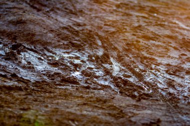 Gün batımında ilkbaharda Nisan orman Dünya'ya ayak izleri ve bisiklet tekerlekler ile ıslak.