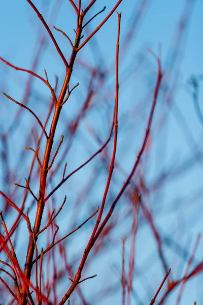 Cornus sanguinea. Jaskrawo czerwony gałęzie drzewa (dereń) w lesie wiosną o zachodzie słońca w kwietniu. Światło słoneczne podświetlany — Zdjęcie stockowe