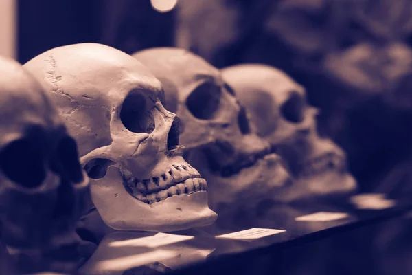 Calaveras humanas de pie en el estante de cristal — Foto de Stock