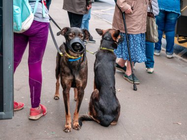 Moskova, Rusya - 14 Eylül 2019: İnsanlar toplu taşıma durağında duruyor. Şehir caddesinde otobüs bekleyen yolcular. Minibüsü bekleyen, tasmalı, ağızlık takmış iki köpeği olan bir kadın.