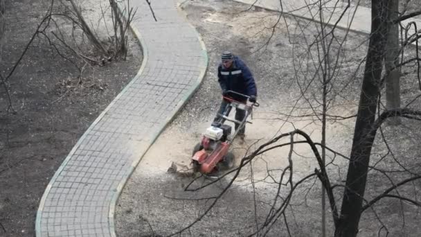 Travailleur enlève les souches après le sciage des arbres à l'aide d'une fraise à essence puissante — Video