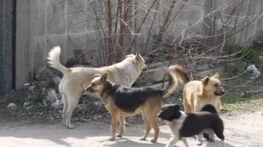 Sokak köpekleri sürüsü fabrikanın kapısında yürüyor. Köpekler bölgeyi korur.