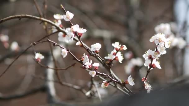 Prunus armeniaca blossom tree at early spring. Branch of blooming apricot tree — Stock Video