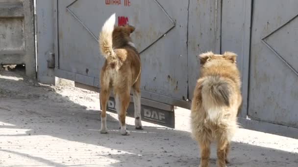 Un troupeau de chiens de rue se fraye un chemin sous les portes de l'usine. Quarantaine urbaine . — Video