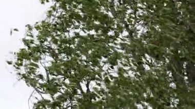 Ağacın tacı güçlü bir rüzgarda sallanıyor. Yapraklar fırtına altında titriyor.