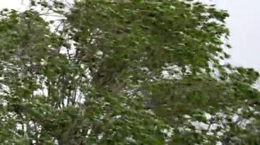 Ağacın tacı güçlü bir rüzgarda sallanıyor. Yapraklar fırtına altında titriyor.