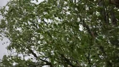 Ağacın tacı güçlü bir rüzgarda sallanıyor. Yapraklar fırtına altında titriyor.