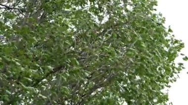 Ağacın tacı güçlü bir rüzgarda sallanıyor. Yapraklar fırtına altında titriyor.