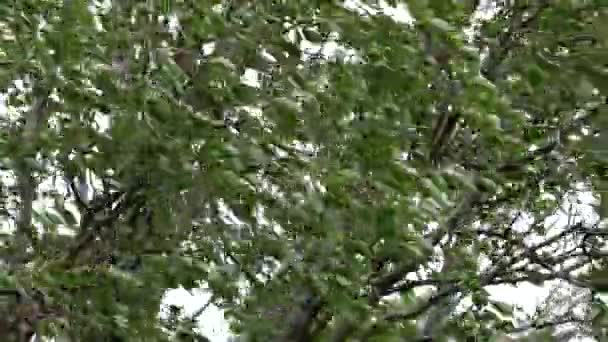 한 나무의 면류관 이 맹렬 한 바람에 흔들 린다. 폭풍에 떨고 있는 잎들 — 비디오