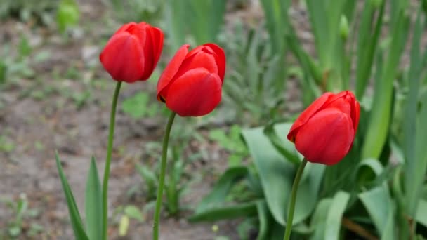 Три свіжі червоні тюльпани випливають на вітер проти зеленої трави газону . — стокове відео