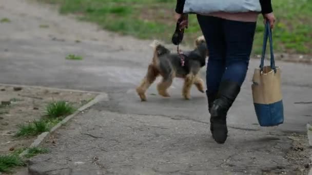 Жінка ходить з маленьким собакою на попелиці Yorkshire Terrier. — стокове відео