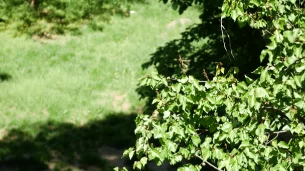 Folhagem verde de árvores no início da primavera no quintal, no jardim ou no parque — Vídeo de Stock