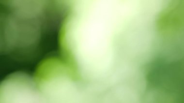 Bokeh 'te hafif yumuşak renklerle bulanık hareket eden bulanık arkaplan