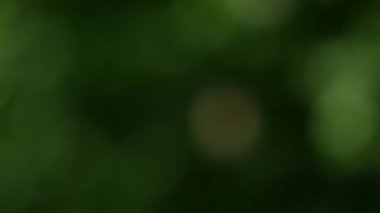 Bokeh 'te hafif yumuşak renklerle bulanık hareket eden bulanık arkaplan