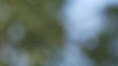 Bokeh 'te hafif yumuşak renklerle bulanık hareket eden bulanık arkaplan