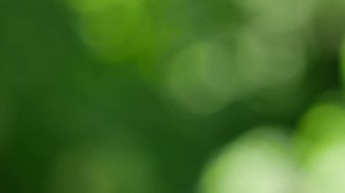 Bokeh 'te hafif yumuşak renklerle bulanık hareket eden bulanık arkaplan