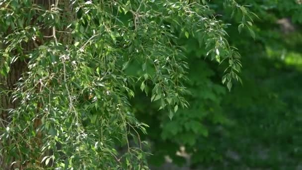 Naturgrönt lövverk av träd tidigt på våren på gården, i trädgården eller i parken — Stockvideo