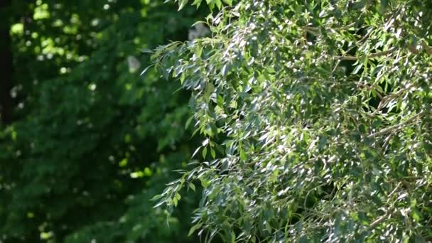 Nature feuillage vert ensoleillé des arbres au début du printemps dans la cour, le jardin ou le parc 