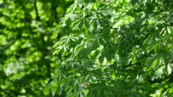 Blooming chestnut. Template or mock up for nature relaxing screensaver — Stock Video