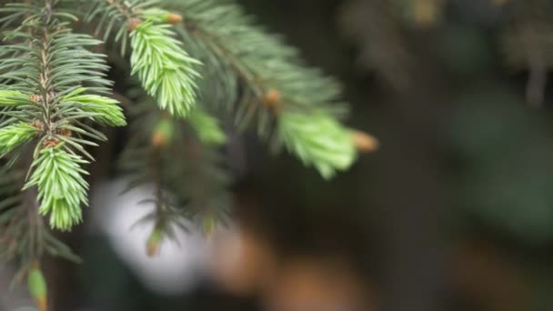 Brotes jóvenes en ramas de abeto en mayo. Agujas frescas verdes claras en las puntas — Vídeos de Stock