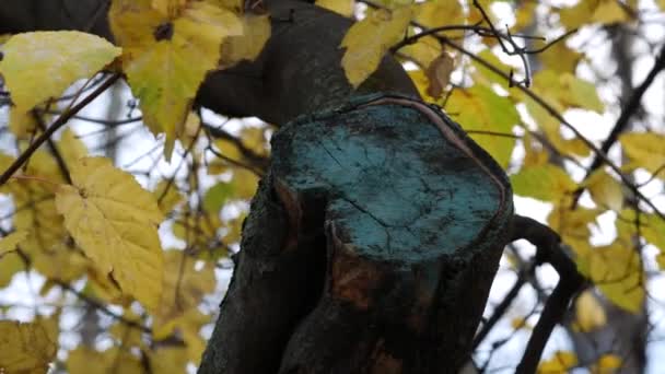 Tagliare sul sito di segato ramo albero coperto da verde giardino var. Ultime foglie gialle. — Video Stock
