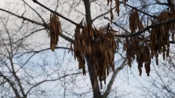 Bruin gedroogde Europese essenboom zaden op een tak zwaaien in de wind in de herfst — Stockvideo