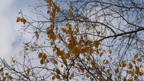 Utolsó sárga őszi levelek a faágakon. Október kék ég és lombozat — Stock videók