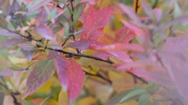 Sonbaharda rüzgarda sallanan dekoratif çalıların renkli yaprakları. Kırmızının, yeşilin tonları