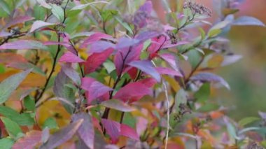 Sonbaharda rüzgarda sallanan dekoratif çalıların renkli yaprakları. Kırmızının, yeşilin tonları