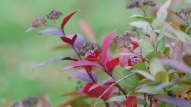 Sonbaharda rüzgarda sallanan dekoratif çalıların renkli yaprakları. Kırmızının, yeşilin tonları