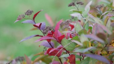 Sonbaharda rüzgarda sallanan dekoratif çalıların renkli yaprakları. Kırmızının, yeşilin tonları