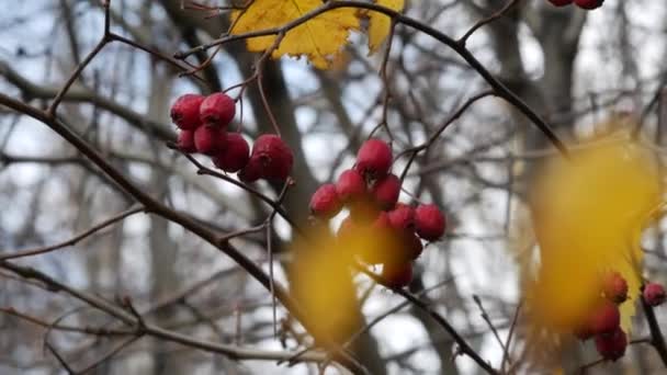 Hojas amarillas de otoño y frutos de espino rojo brillante secado. Brillante Crataegus — Vídeo de stock