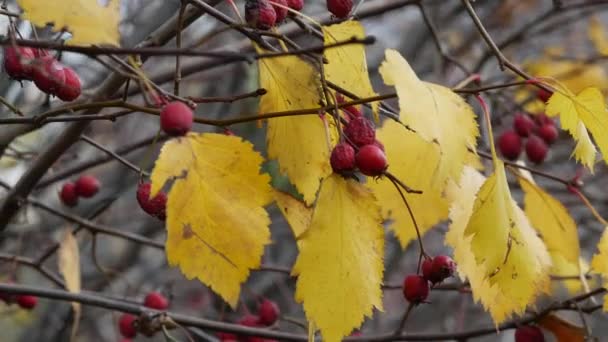 Foglie autunnali gialle e frutti secchi rosso brillante di biancospino. Crataegus luminoso — Video Stock