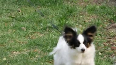 Köpeğin metresi evin yakınındaki çimlerde hayvan gezdiriyor. Tasmalı genç bayan.