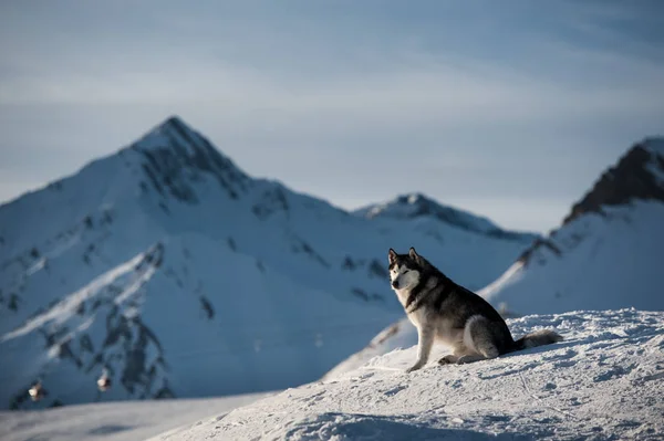 Husky porträtt med byn och bergen i bakgrunden — Stockfoto