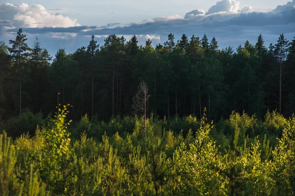 Pôr do sol na floresta da Carélia na Rússia — Fotografia de Stock