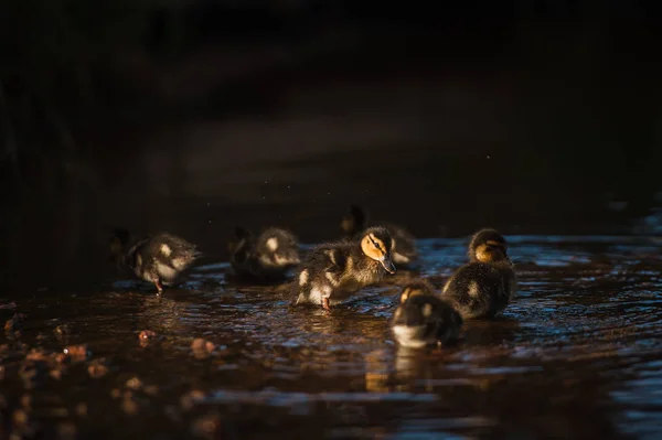 Familia de pato con polluelos de pato — Foto de Stock