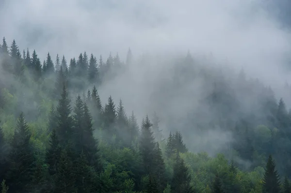 Τοπίο με έλατα στην ομίχλη σε Svaneti πλαγιές των βουνών, — Φωτογραφία Αρχείου