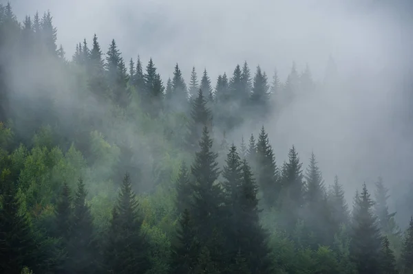 Berghellingen landschap met dennenbomen in de mist in Svaneti, — Stockfoto