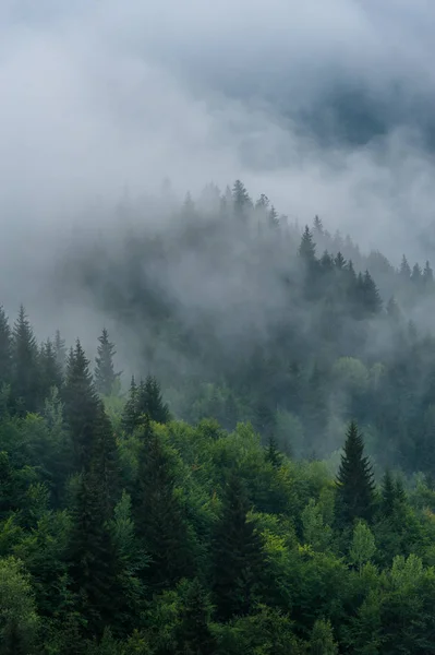 Montanha encostas paisagem com abetos no nevoeiro em Svaneti , — Fotografia de Stock