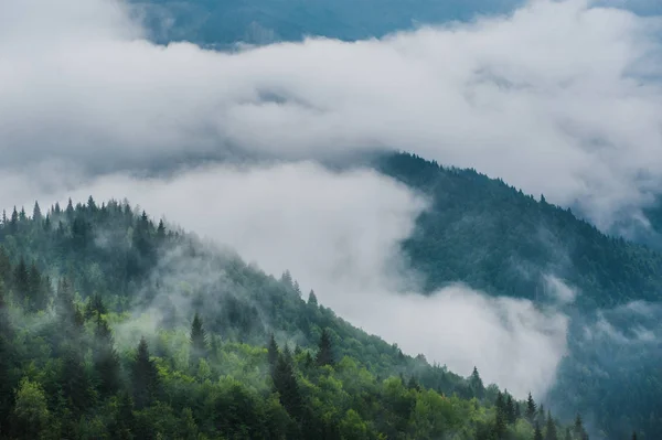 坐落在山坡上景观与杉木在雾中斯瓦涅季, — 图库照片
